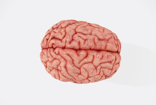 Photo Brain function